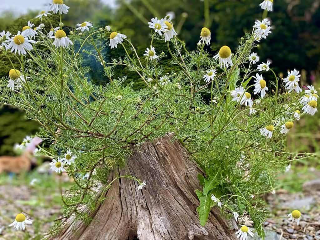 Natural burial services in Pennsylvania